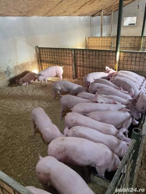 purcei soldani  - imagine 5