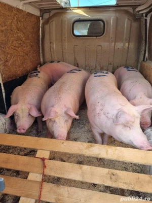 porci de carne  - imagine 3