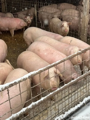 porci de carne  - imagine 2