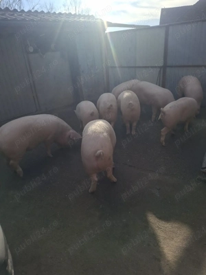 Porci de carne - imagine 3