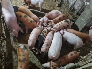 purcei de vânzare  - imagine 2