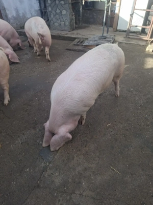 Porci de carne - imagine 2