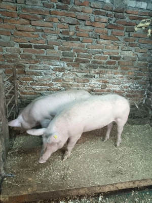 De vizare 50 70 kilograme detali la NR   - imagine 2