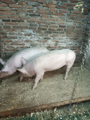 De vizare 50 70 kilograme detali la NR  