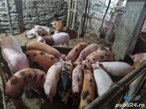 purcei de vânzare  - imagine 3