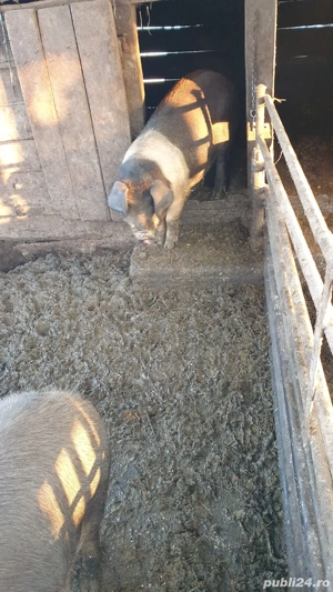 Porci bazna - imagine 4