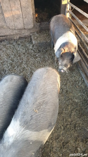 Porci bazna - imagine 5