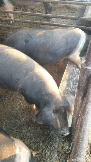 Porci bazna - imagine 2