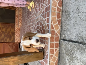 Cățel beagle bicolor - imagine 2