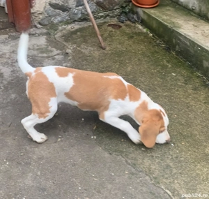 Cățel beagle bicolor - imagine 3