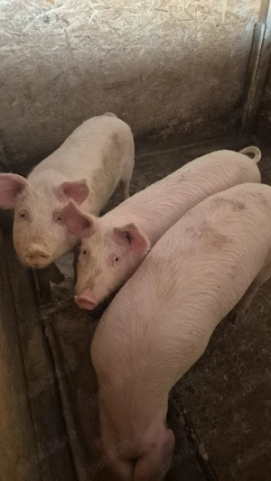 Devanzare  - imagine 2