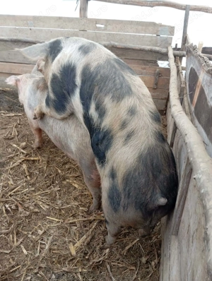 Porc de  vanzare  - imagine 4