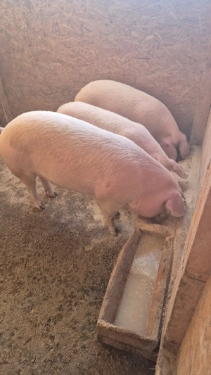 Devanzare  - imagine 4