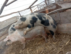 Porc de  vanzare  - imagine 2