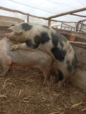 Porc de  vanzare  - imagine 3