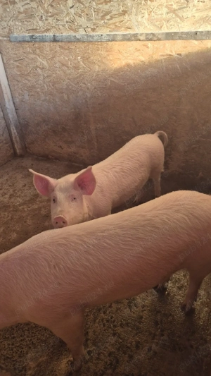 Devanzare  - imagine 5