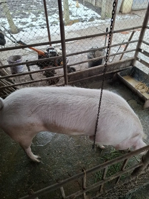 De Vânzare - imagine 5