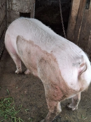 De Vânzare - imagine 2