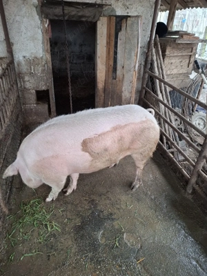 De Vânzare - imagine 4