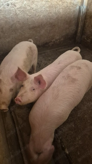 Devanzare  - imagine 3