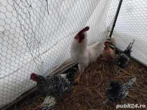 Vand cocos si gaini de tara  - imagine 3