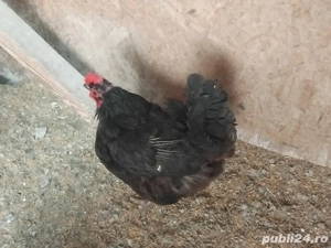 Vand cocos si gaini de tara  - imagine 2