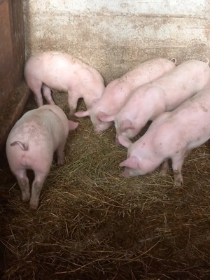 purcei de vânzare rasă de carne  - imagine 3