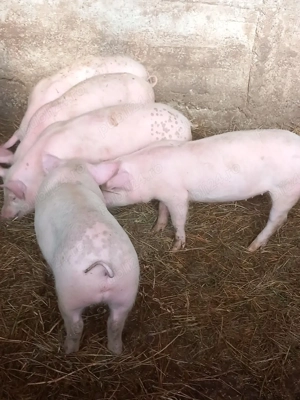 purcei de vânzare rasă de carne 