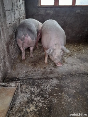 porci de țară  - imagine 3