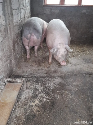 porci de țară  - imagine 4