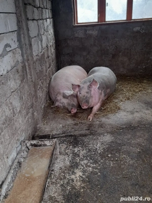 porci de țară  - imagine 2