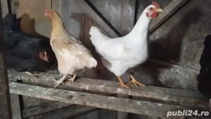 Vand cocos si gaini de tara 