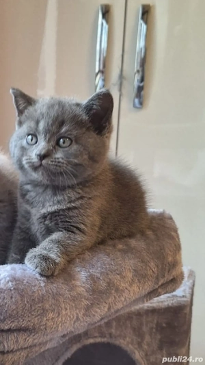 British Shorthair Blue de 8 săptămâni  - imagine 2
