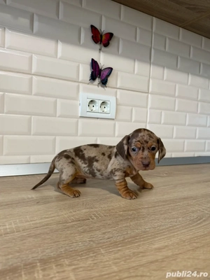 teckel arlequin ciocolată