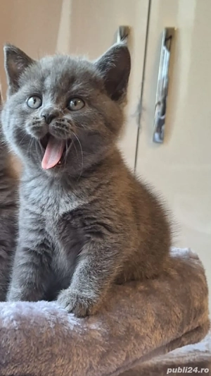 British Shorthair Blue de 8 săptămâni  - imagine 3