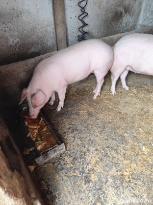 Purcele de vânzare  - imagine 3