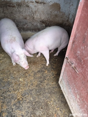 Purcele de vânzare  - imagine 2