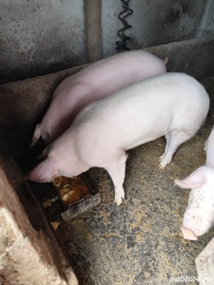 Purcele de vânzare 