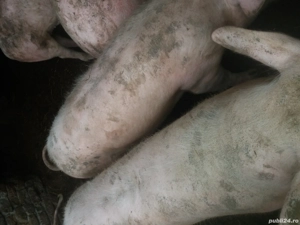 Porci si scoafa gestanta - imagine 3