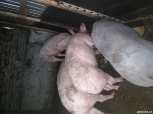 Scroafa gestanta a doua fatare - imagine 2