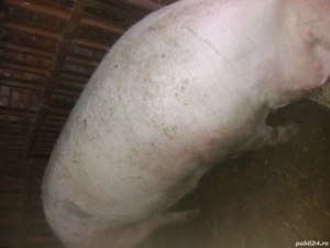 Scroafa gestanta a doua fatare - imagine 5