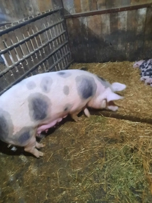 Scroafă cu 10 purcei pietrain