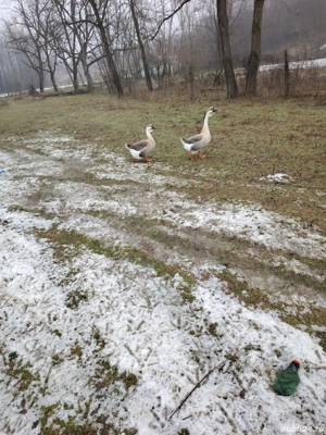 Curcani de vânzare  - imagine 2