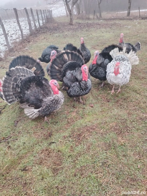 Curcani de vânzare  - imagine 4