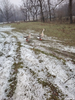 Curcani de vânzare  - imagine 3