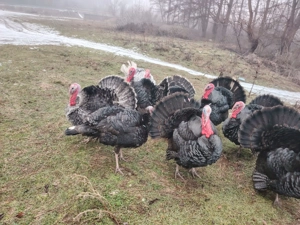 Curcani de vânzare  - imagine 5