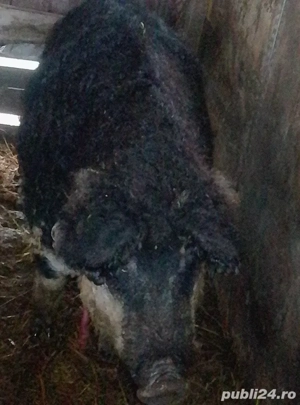 Disponibil - imagine 3