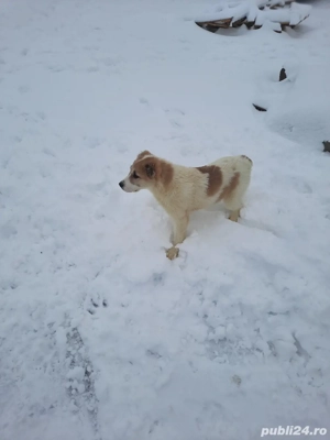 Femele Ciobanesc de asia centrală - imagine 2