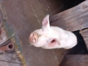 PORC -Marele Alb - imagine 2