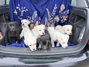 Pui labrador retriever - imagine 2